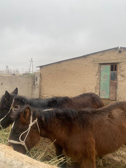 Жабағылар сатылады