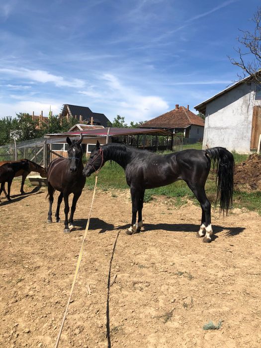 Pur sânge arab ,shagya arab ,cai de toate vârstele .iapa manz armăsar