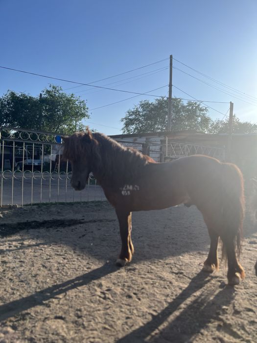 Продам пони жеребец