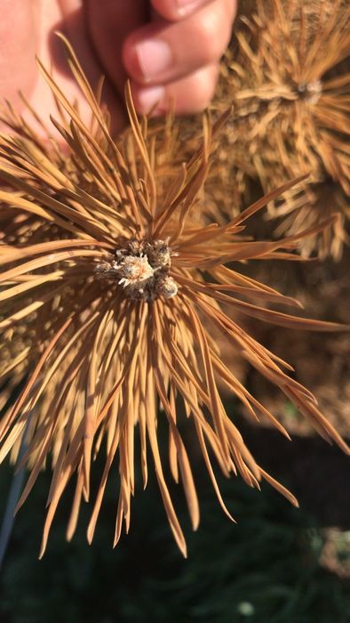 Лечение хвойных деревьев