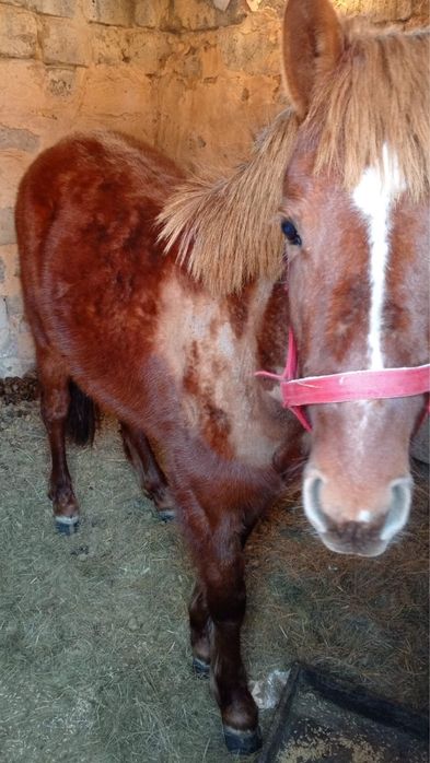 Продам лошадь, срочно, не дорого