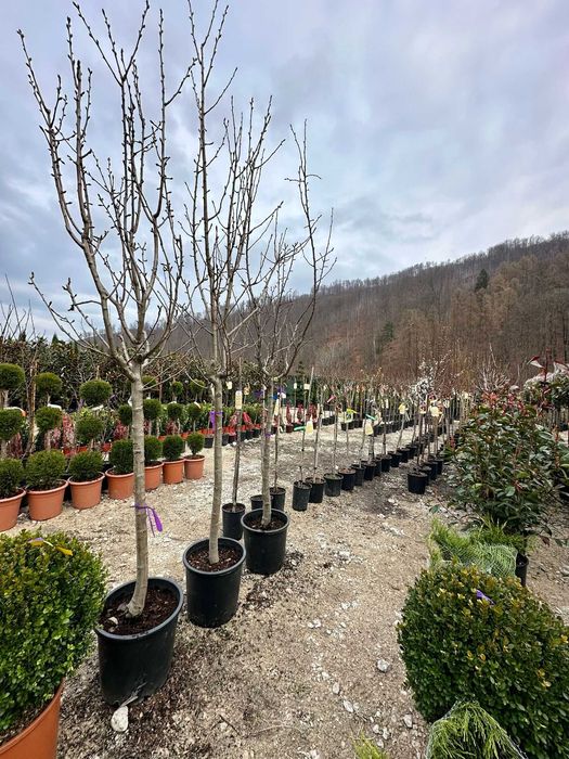 Oază de Verdeață la Tine Acasă – Plante Aclimatizate cu Plantare