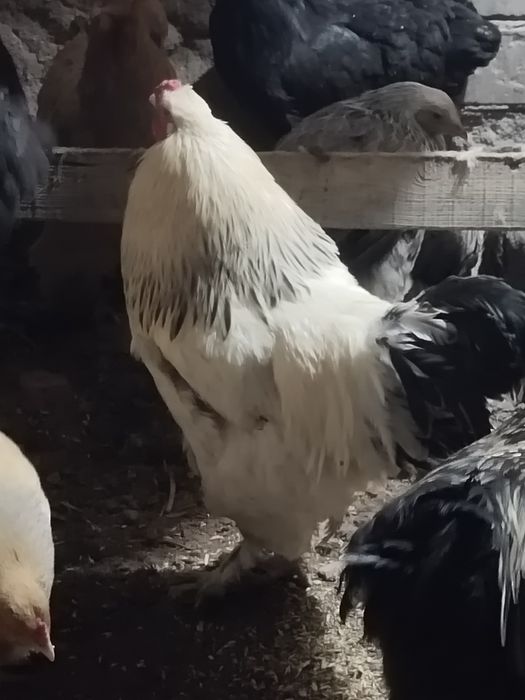 Петуха брамо белый