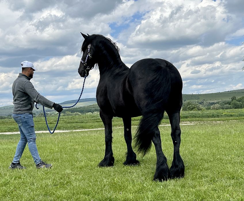 Iapă Friesian Frizian Friz echitatație călărie