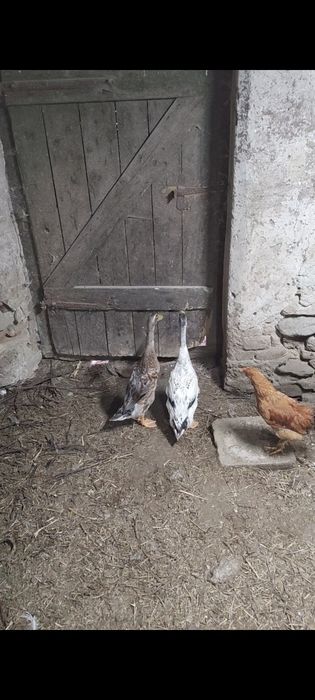 Schimb rățoi pe rațe