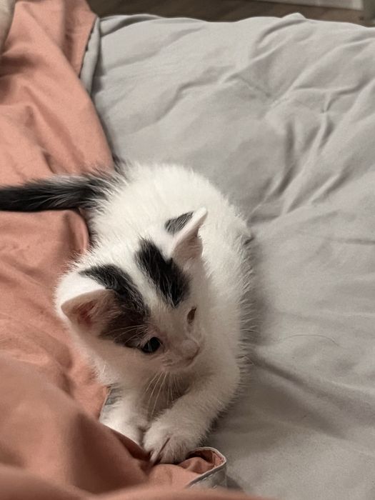 Отдам котенка в добрые руки