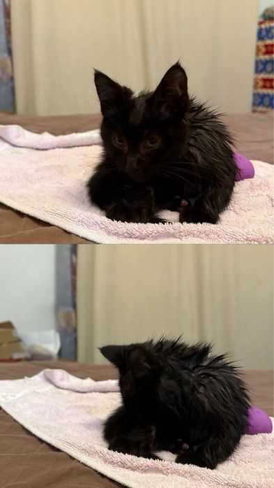 Котенка в добрые руки