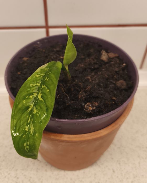 Стайни цветя различни видове