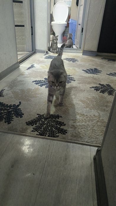 Катенок скотиш  страйт