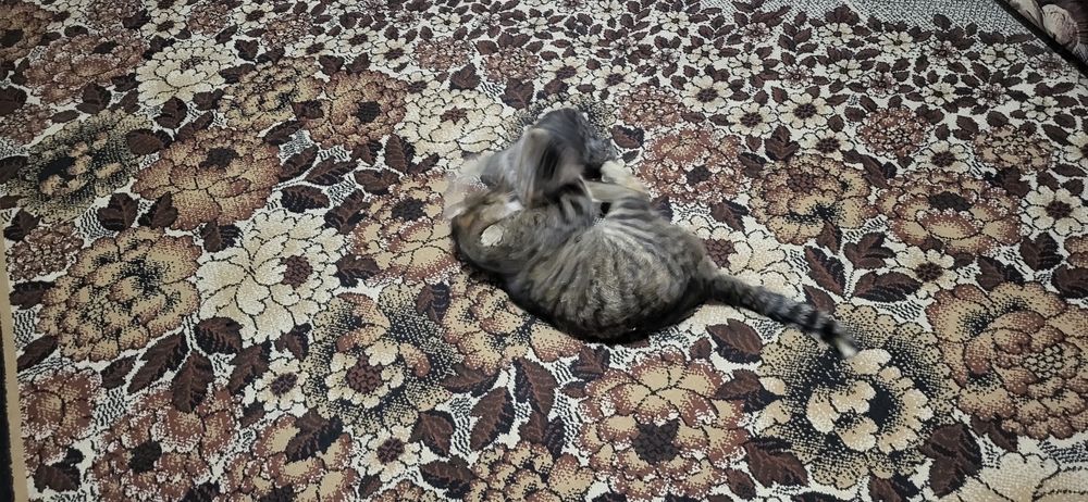 Мырғай 50 күндік.