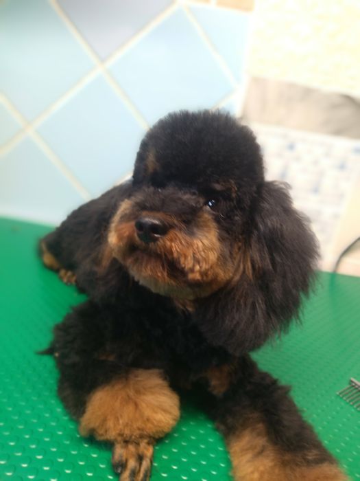 Девочка той пудель