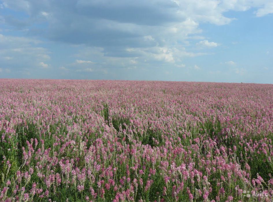 Семена Эспарцета