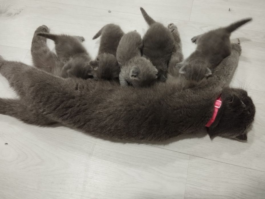 Scottish fold mushukchalar