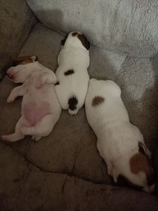 Джек Рассел терьер