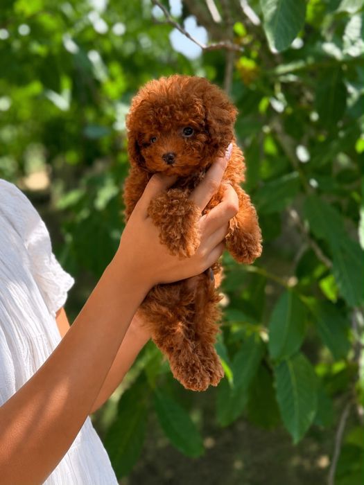 Poodle/Pudel cu pedigree