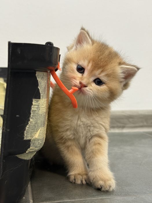 Британски късокосмести златни чинчили