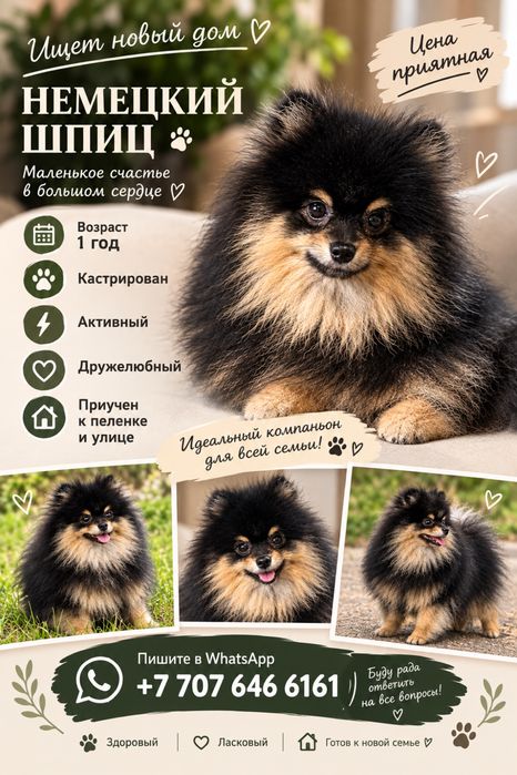Продам шпица подростка