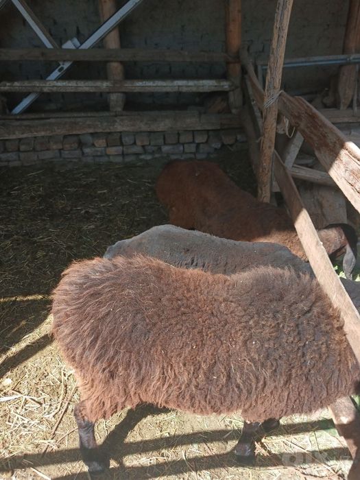 Казоки она бола куй сотилади