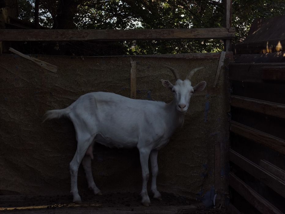 Зааненская, сүтті ешкілер