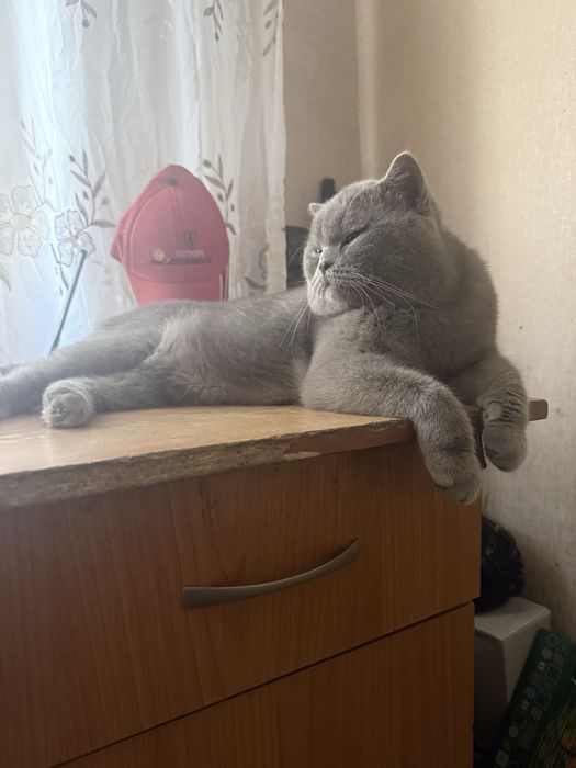 Вяска чисто кровний Британец