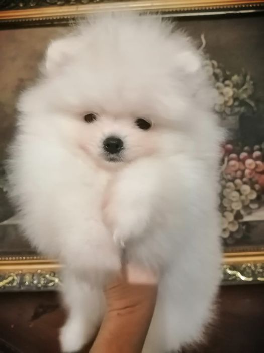 Большой выбор малышей Шпицов и Цвергшпиц