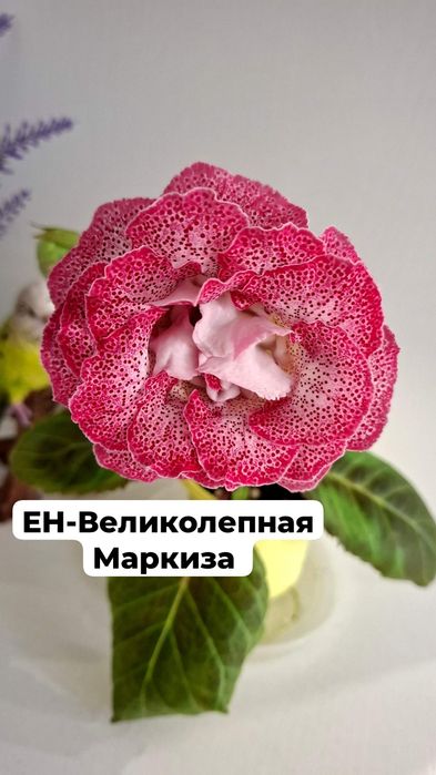 В наличии укор листья сортовых глоксиний