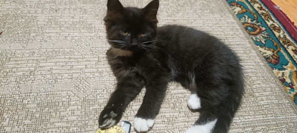 Бесплатно котенок в добрые руки