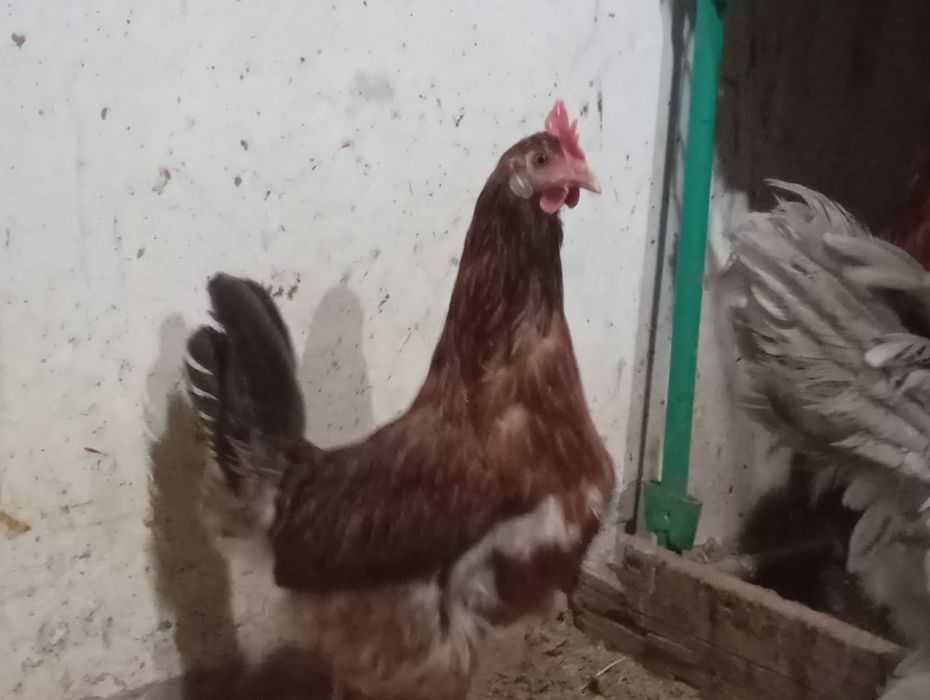 Продам домашних курей гусей и уток