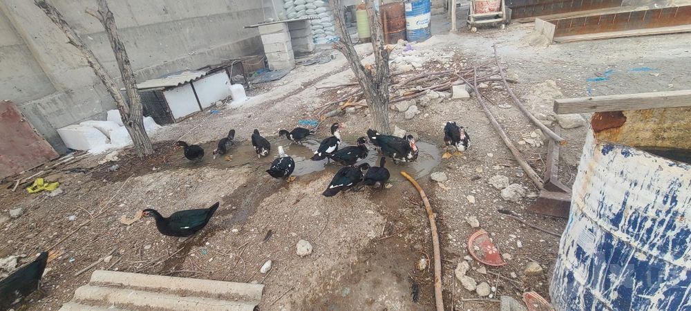 Урдаклар сотилади