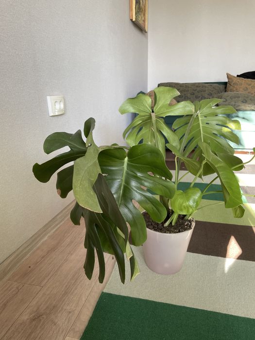 Продам цветок Монстера