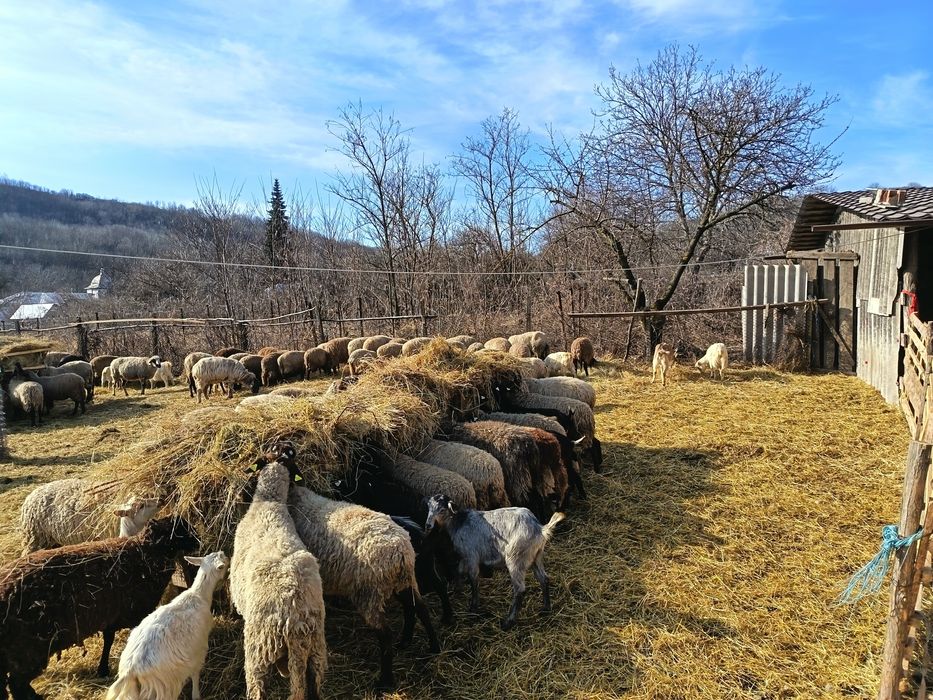 Vând 50 de oi carabașe și 20 de capre