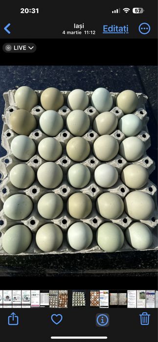 Oua verzi,albastre de la gaini Araucana numai pt CONSUM.NU pt INCUBAT