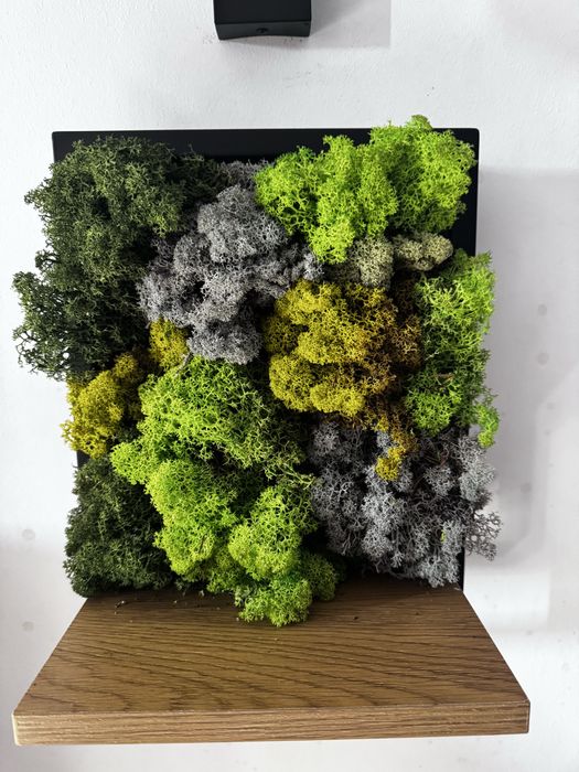 Decorațiuni handmade cu mușchi natural stabilizat