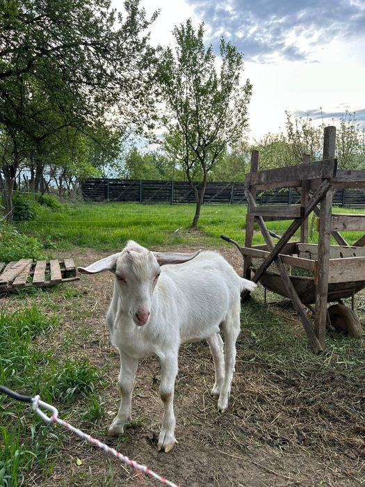 Vând sau schimb  țapuc sanen