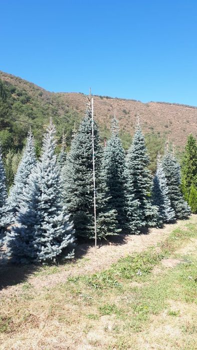 Елки, Сосна, Туи.