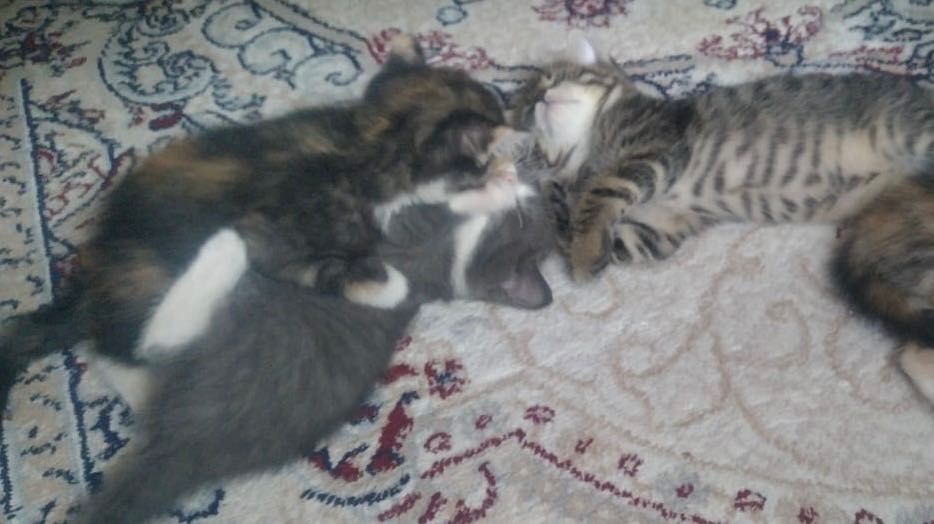 Отдам котят в добрые руки