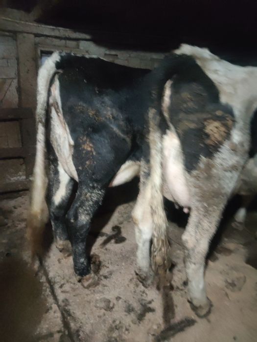 Vind  vaci  de lapte