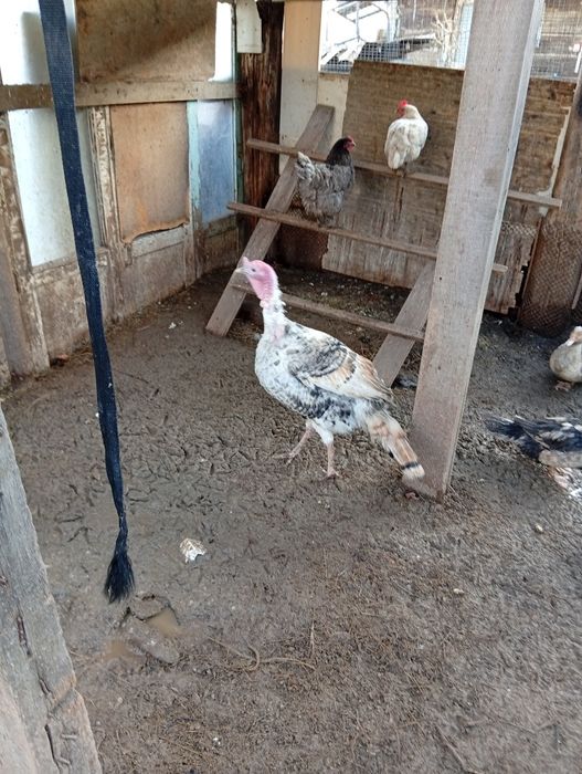 Продам молодого индюка ещё нету года