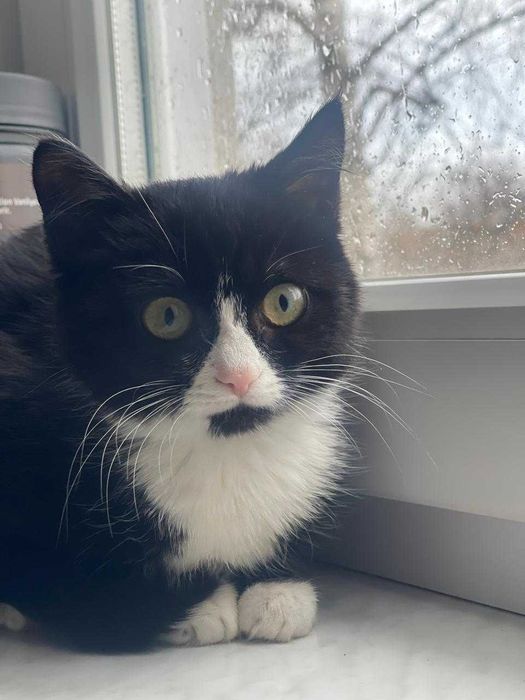 Отдам котенка в хорошие руи