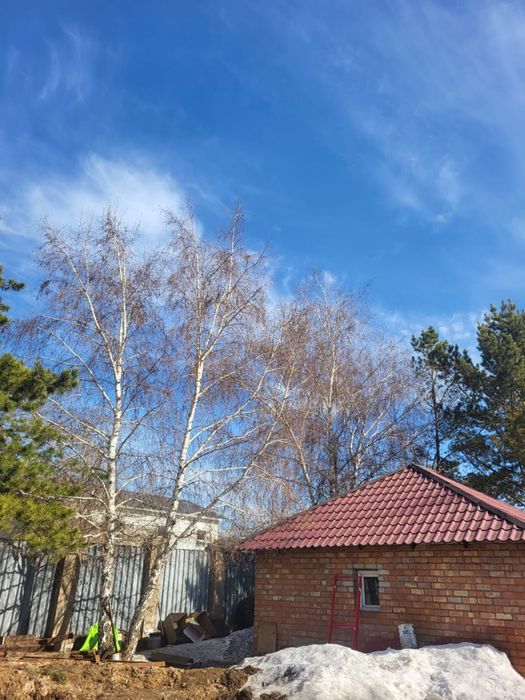 Деревья, сосны и березы