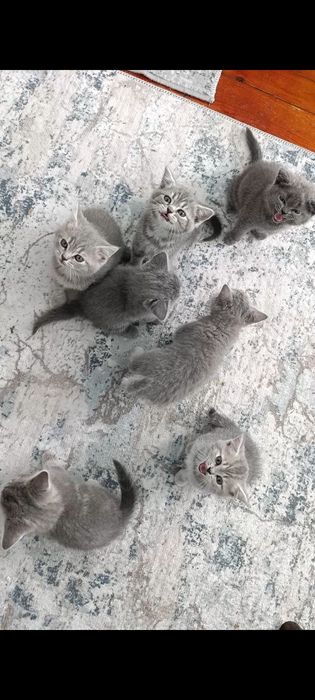 Британски късокосмести котенца