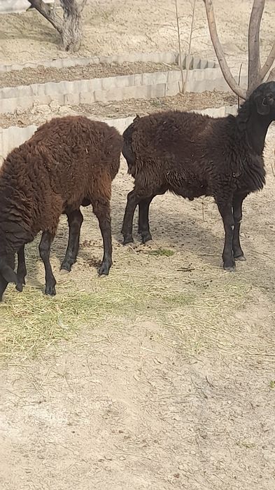 Қошқар екі бас сат