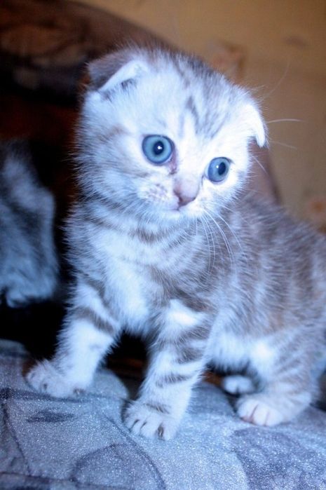 Продам шотландских котят.