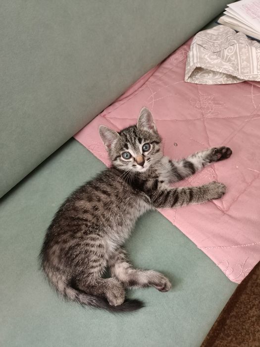 Отдам котенка в добрые руки