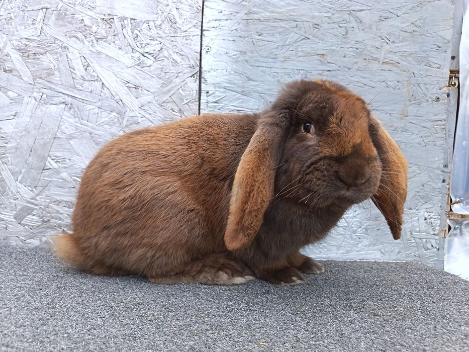 De vânzare iepuri uriaș german și berbec german