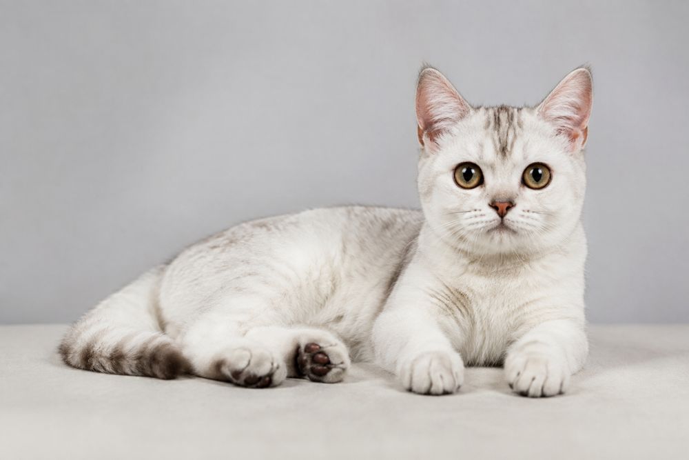 Котенок Шиншила серебристая