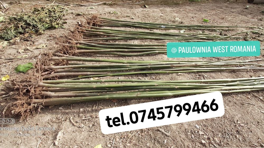 Trimitem în țară copăcei și butași Paulownia,creștere rapidă 3-5m/an
