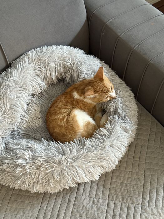 Котенок 6 месяцев