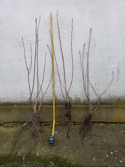 Drajoni Coacaz/Aronia/Afin/Zmeur