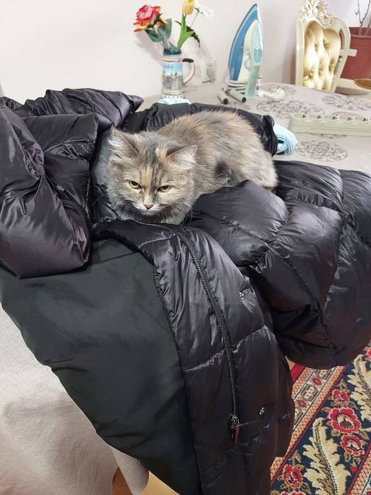 Отдам в хорошие руки